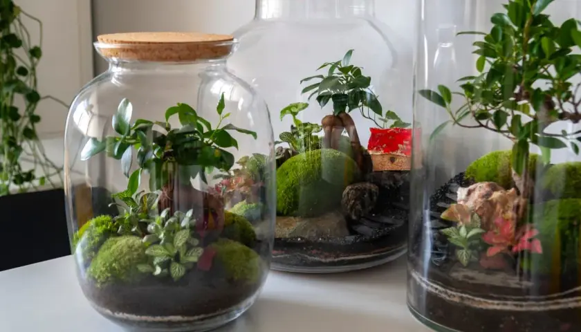 Miniaturowe lasy w słoiku, zamknięte w szklanych naczyniach z korkowymi zamknięciami, tworzą zielone, wilgotne światy.
